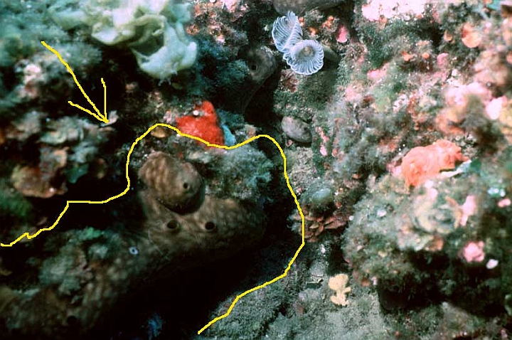 20 Chondrilla nucula.jpg - In grotte o fessure.